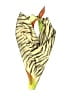 Unbranded Animal Print Yellow Scarf One size - photo 1