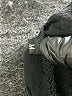 Unbranded Black Dress Pants Size M - photo 7