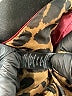 Express Solid Leopard Print Black Jacket Size XS - photo 7