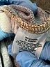 Eddie Bauer Hearts Blue Jeans Size 10 - photo 9