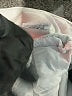 Just Black Gray Jeans Size 31 waist - photo 8