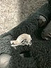 Bobeau Black Pullover Sweater Size M - photo 8
